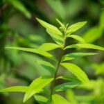 Вербена лимонная d12