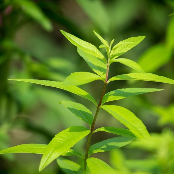 verbena-limnnaya-1.jpg Вербена лимонная d12 — изображение 1