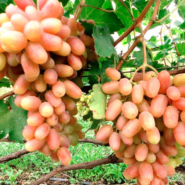 Виноград Преображение 2л