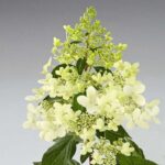 Гортензия метельчатая Пандриа "Pandria" d9-10