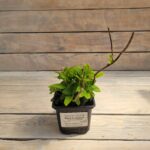 Гортензия пильчатая Мияма-яэ-мурасаки d9