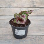 Бегония Рекс (королевская) Аляска Крик "Alaska Creek" d12