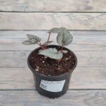 Бегония Рекс (королевская) Артик Бриз "Arctic Breeze" d12