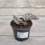 Бегония Рекс (королевская) Фламенко "Flamenco" d12