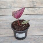 Бегония Рекс (королевская) Мауи Сансет "Maui Sunset" d12