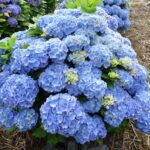Гортензия крупнолистная Боденси Блю "Bodensee Blue" d9 — изображение 2