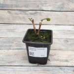 Чубушник Снежный шторм d9