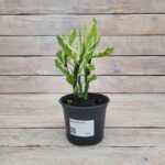 Педилантус d12