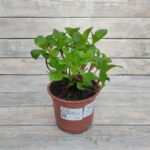 Гортензия крупнолистная Нинбо Лилас "Ningbo Lilas" d14-15 ИМПОРТ