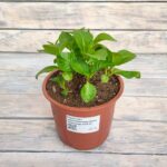 Гортензия крупнолистная Пинк Сенсейшн "Pink Sensation" d14-15 ИМПОРТ