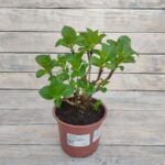 Гортензия крупнолистная Барон Пурпре "Baron Pourpre" d14-15 ИМПОРТ