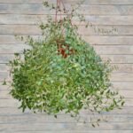 Каланхоэ Мангина d18