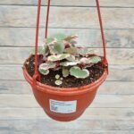 Камнеломка Вариегатная кашпо d18