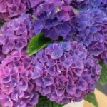 Гортензия крупнолистная Нинбо Лилас "Ningbo Lilas" d14-15 ИМПОРТ — изображение 2