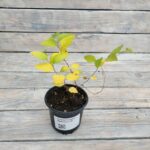 Спирея Голден Принцесс d9