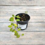 Спирея японская Нана d9-10