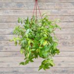 Традесканция Желто-зеленая кашпо d23