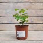 Роициссус (Плант микс) d8-10