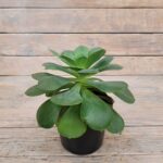 Эчеверия Пекокка d12