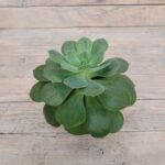 Эчеверия Пекокка d12 — изображение 2