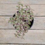 Каллизия Розовая пантера (Плант микс) d8-10 — изображение 2