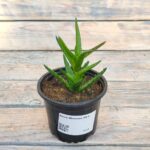 Алоэ Ювенна "Juvenna" d8-9