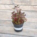 Альтернантера сидячая / бордовая (Плант микс) d8-10