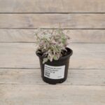 Каллизия Розовая пантера (Плант микс) d8-10