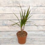 Драцена Маргината d12