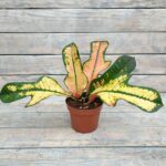 Кротон (Кодиеум) d12