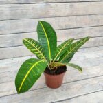 Кротон (Кодиеум) d12 — изображение 2