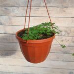 Гиностемма кашпо d23