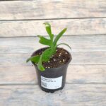 Эпифиллум Марниера "Marniera" d9-10