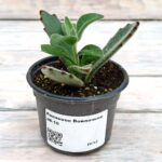 Каланхоэ Войлочное d8-10