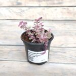 Каллизия Розовая пантера (Плант микс) d8-10