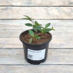 Кодонанта "Codonanthe" d9-10