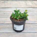 Колумнея "Columnea" d9-10