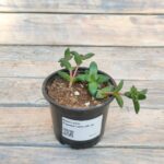 Крассула Спрингтайм "Springtime" d9-10