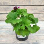 Пеларгония королевская d12