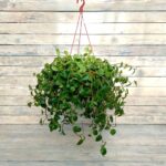 Пеперомия Лазящая (зеленая) кашпо d23