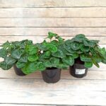 Цикламен нестандарт распродажа d15