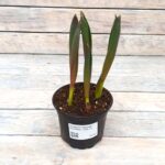 Тюльпан горшок (5шт) d12