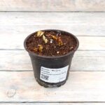 Крокус (5-7шт) d10