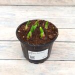 Нарцисс Тет-а-тет (5шт) d12