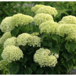 Гортензия древовидная Белла Рагацца Лиметта "Bella Ragazza Limetta" 3л