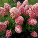 Гортензия метельчатая Мэджикал Кэнди (Канди) d9