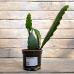 Эпифиллум d12