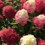 Гортензия метельчатая ГарденЛайт РэдЛайт "Gardenlights Redlight" d9