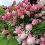 Гортензия метельчатая Ванилла Фрейз d9