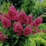 Гортензия метельчатая Вимс Ред d12-13